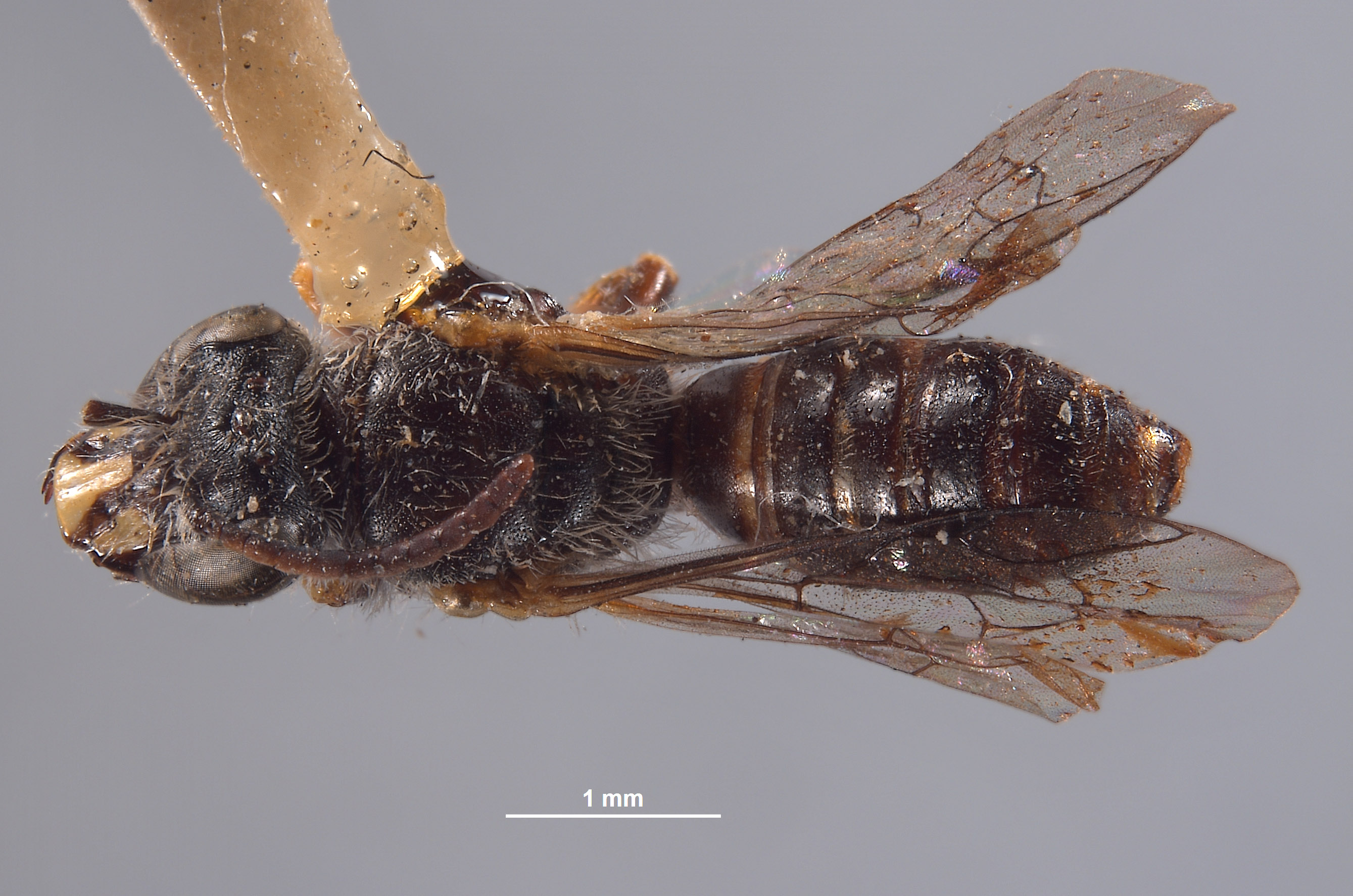 Chilicola andina image