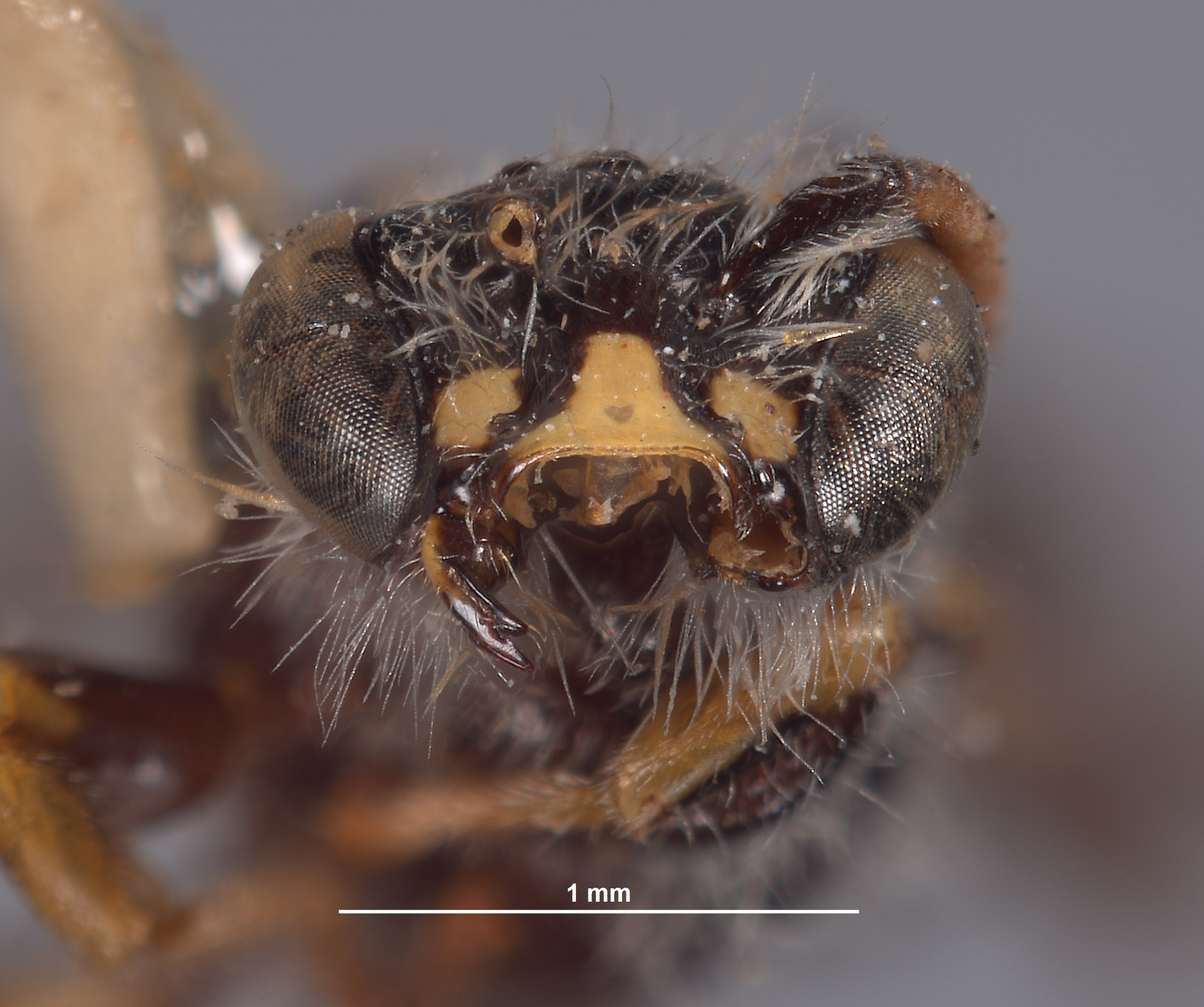 Chilicola andina image