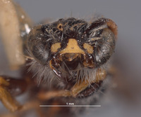 Chilicola andina image