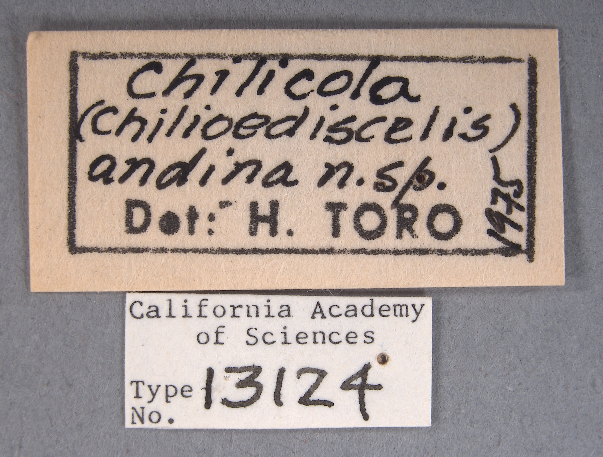 Chilicola andina image