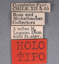 Image of Chilicola andina