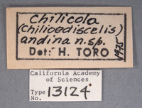 Chilicola andina image