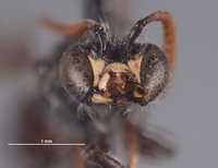 Image of Chilicola michelbacheri