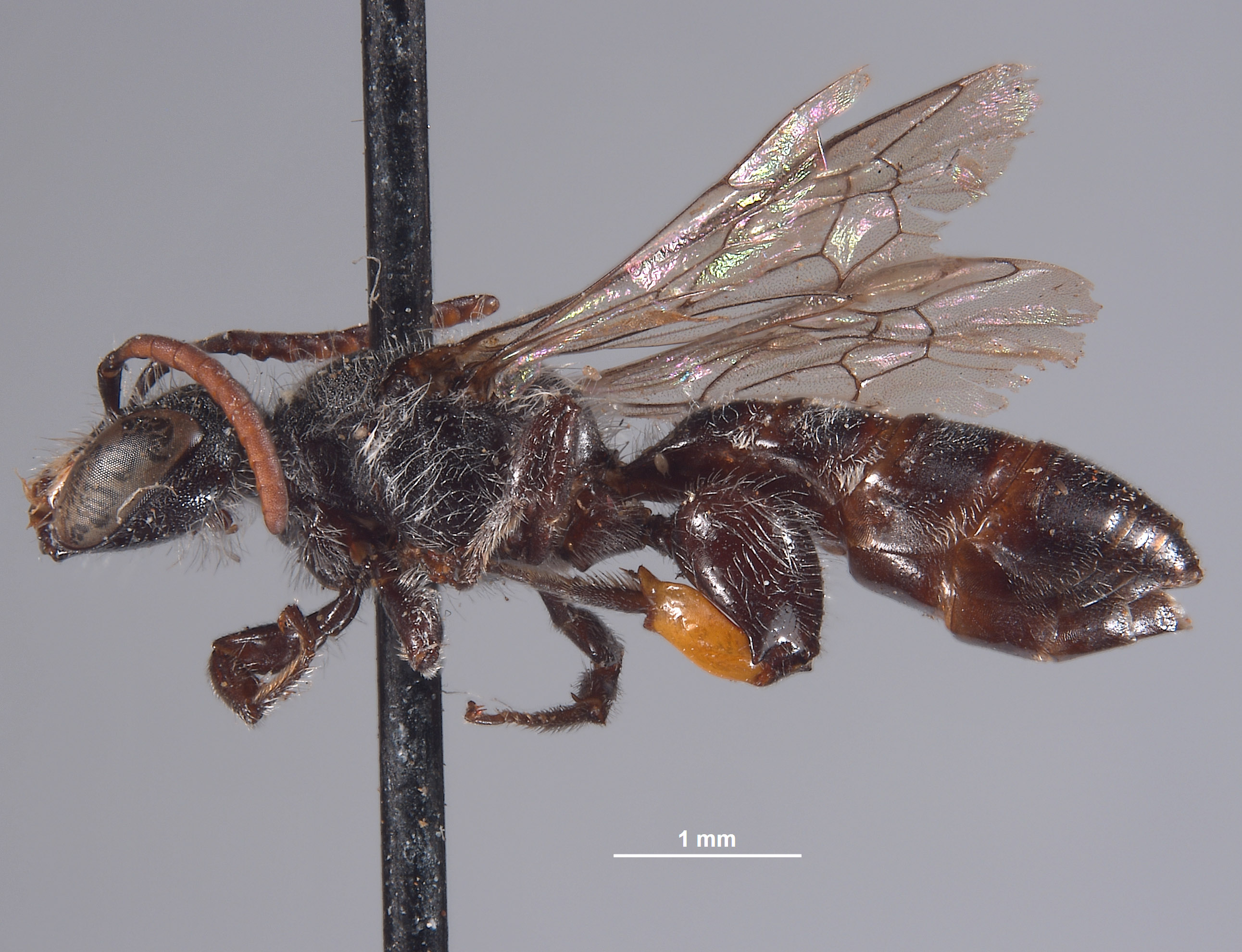 Chilicola michelbacheri image