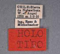 Chilicola michelbacheri image