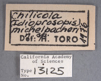 Chilicola michelbacheri image