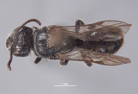 Image of Chilicola hahni