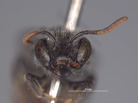 Chilicola hahni image