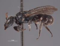 Chilicola hahni image