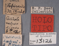 Chilicola hahni image