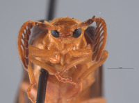 Image of Pterotus curticornis