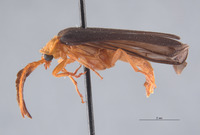Pterotus curticornis image