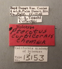 Pterotus curticornis image