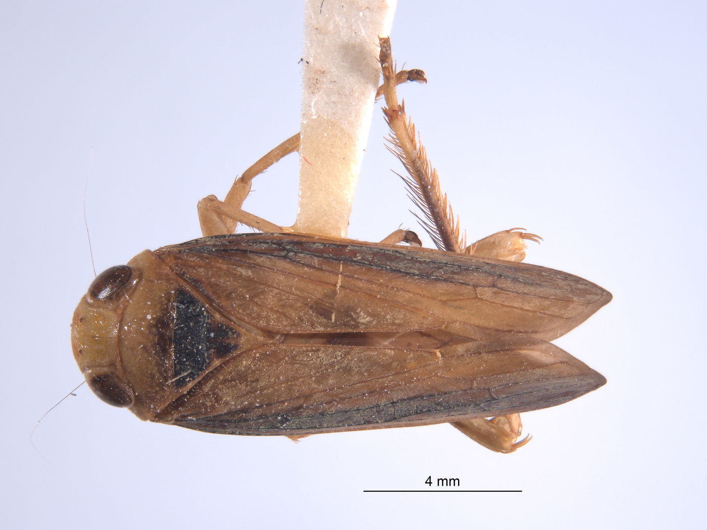 Articoelidia elongata image