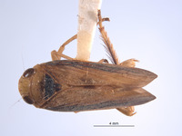 Image of Articoelidia elongata