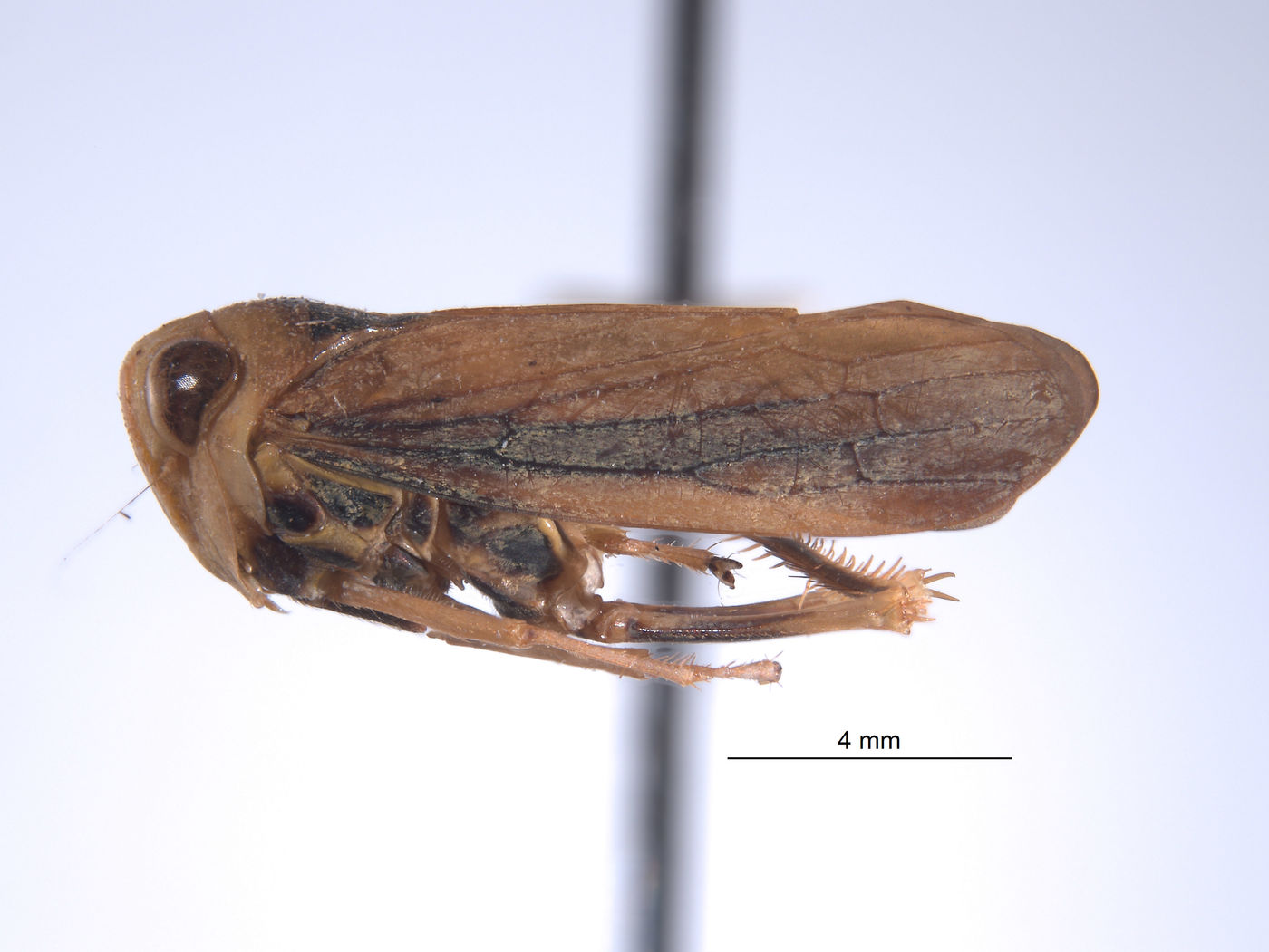 Articoelidia elongata image