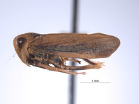Articoelidia elongata image