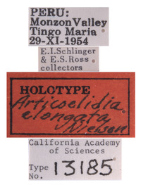 Articoelidia elongata image