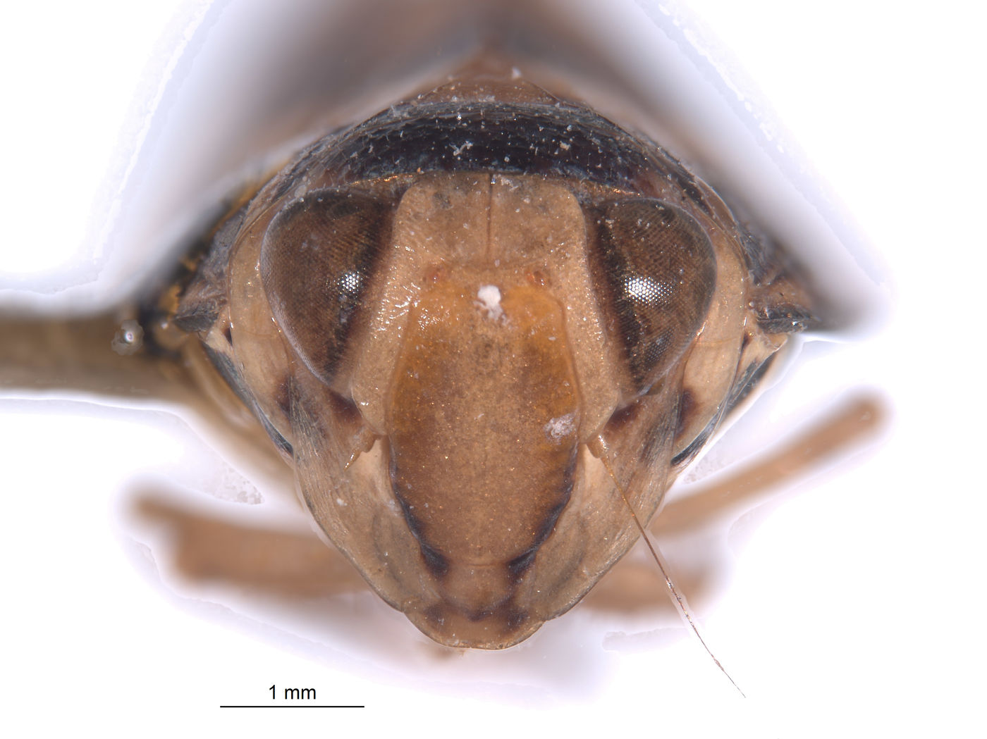 Conbalia colombiensis image