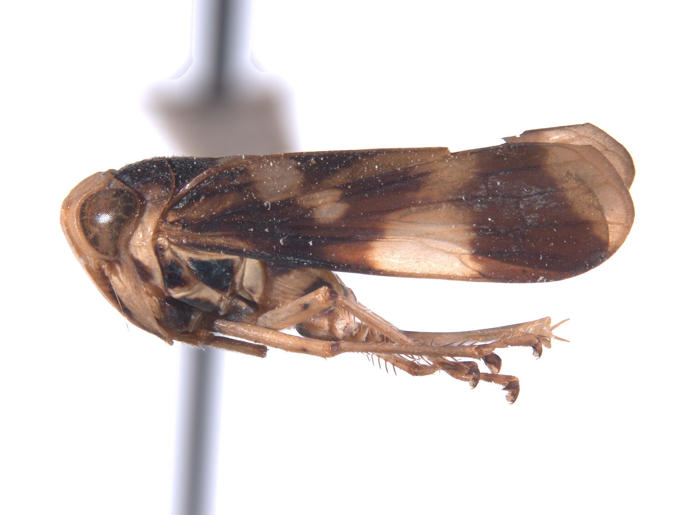 Conbalia colombiensis image