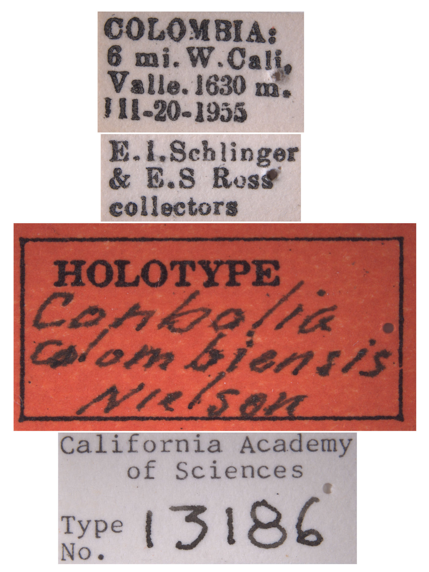 Conbalia colombiensis image