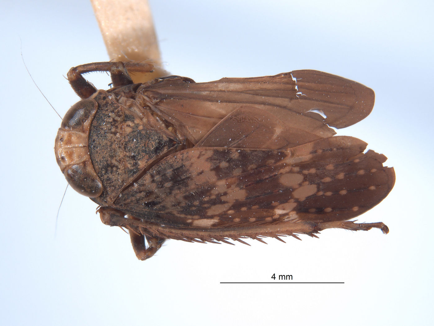 Docalidia curvata image