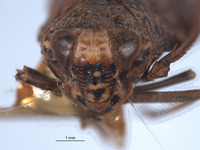 Docalidia curvata image