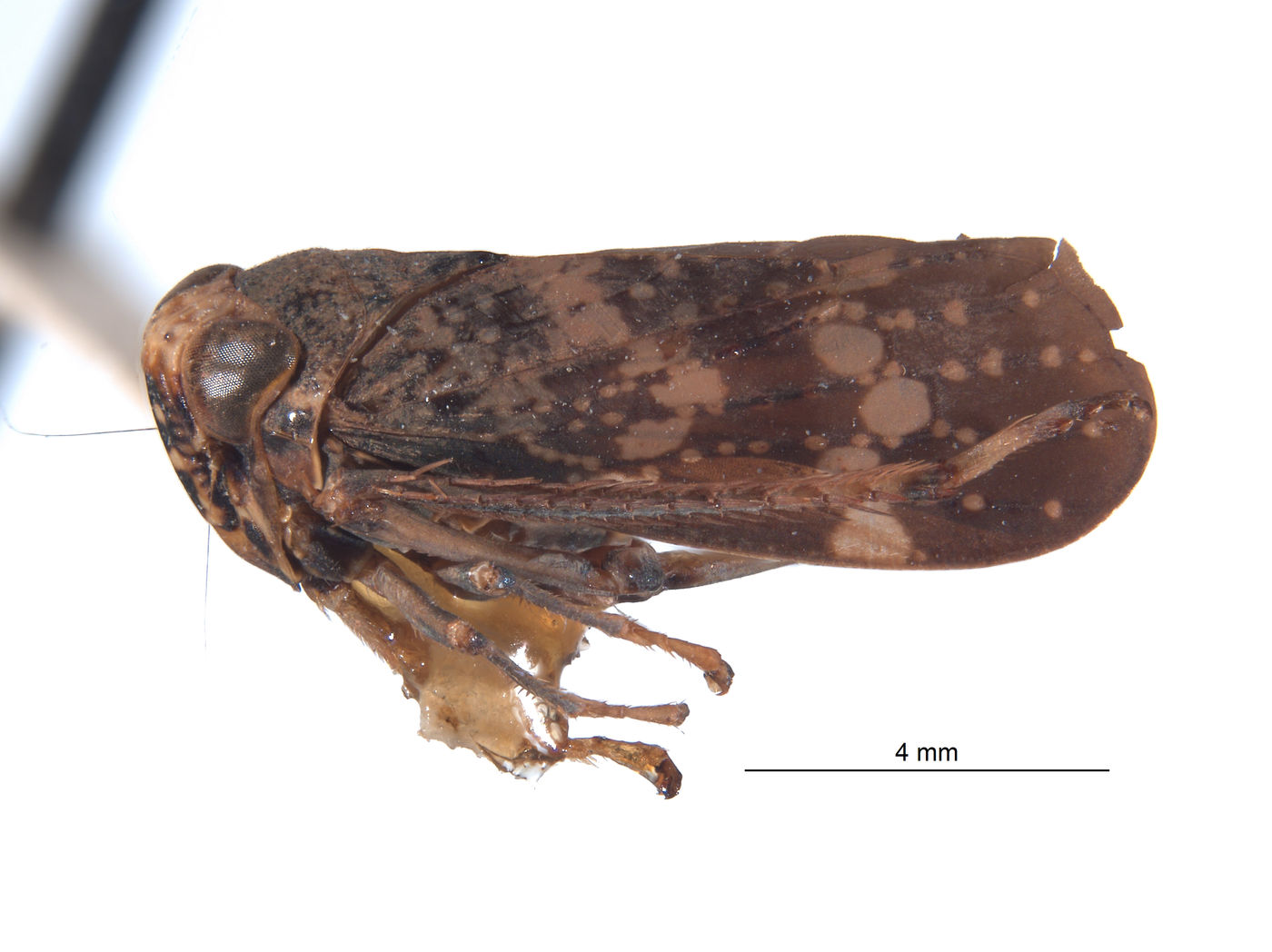 Docalidia curvata image