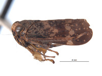 Docalidia curvata image