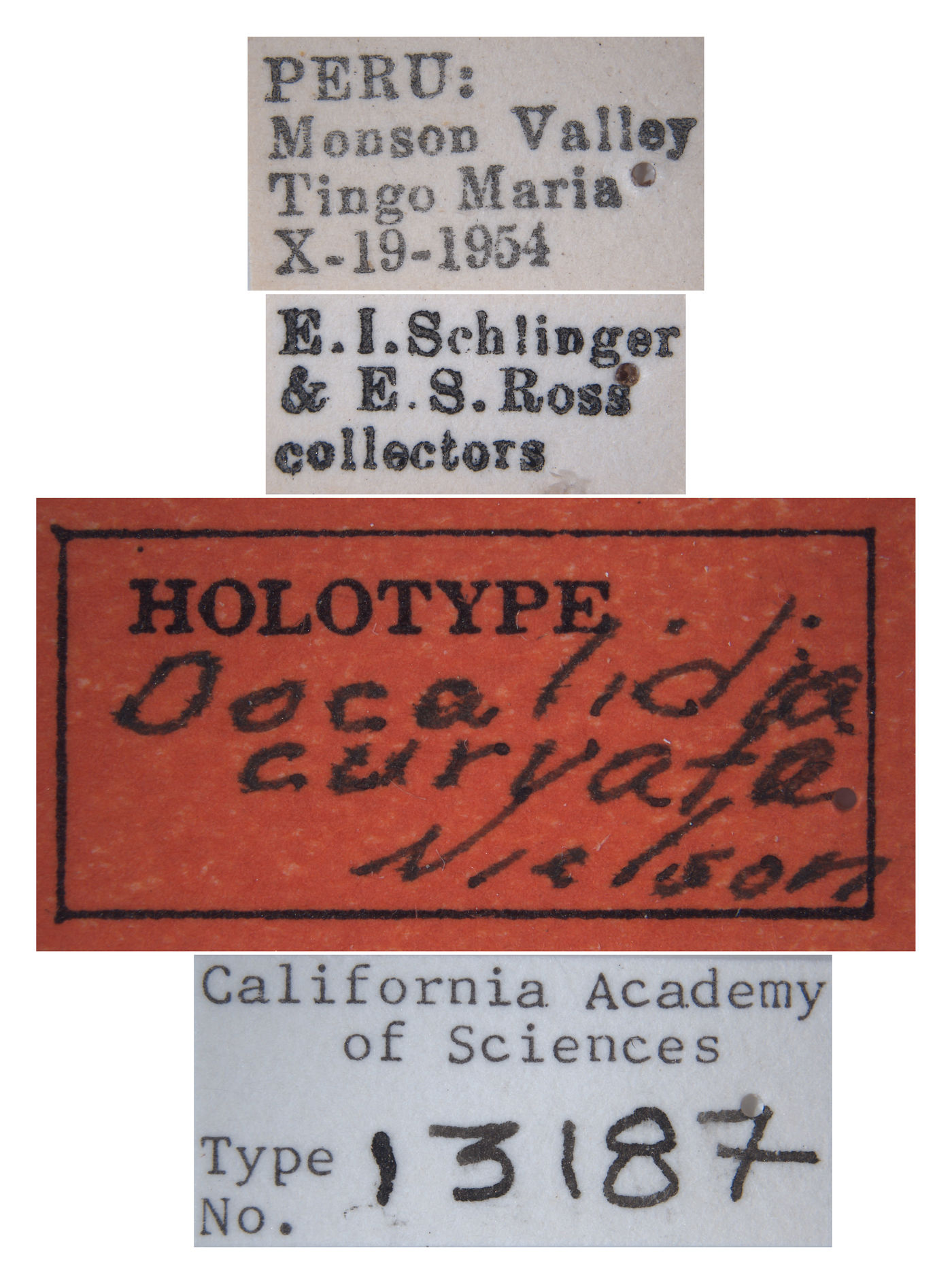 Docalidia curvata image