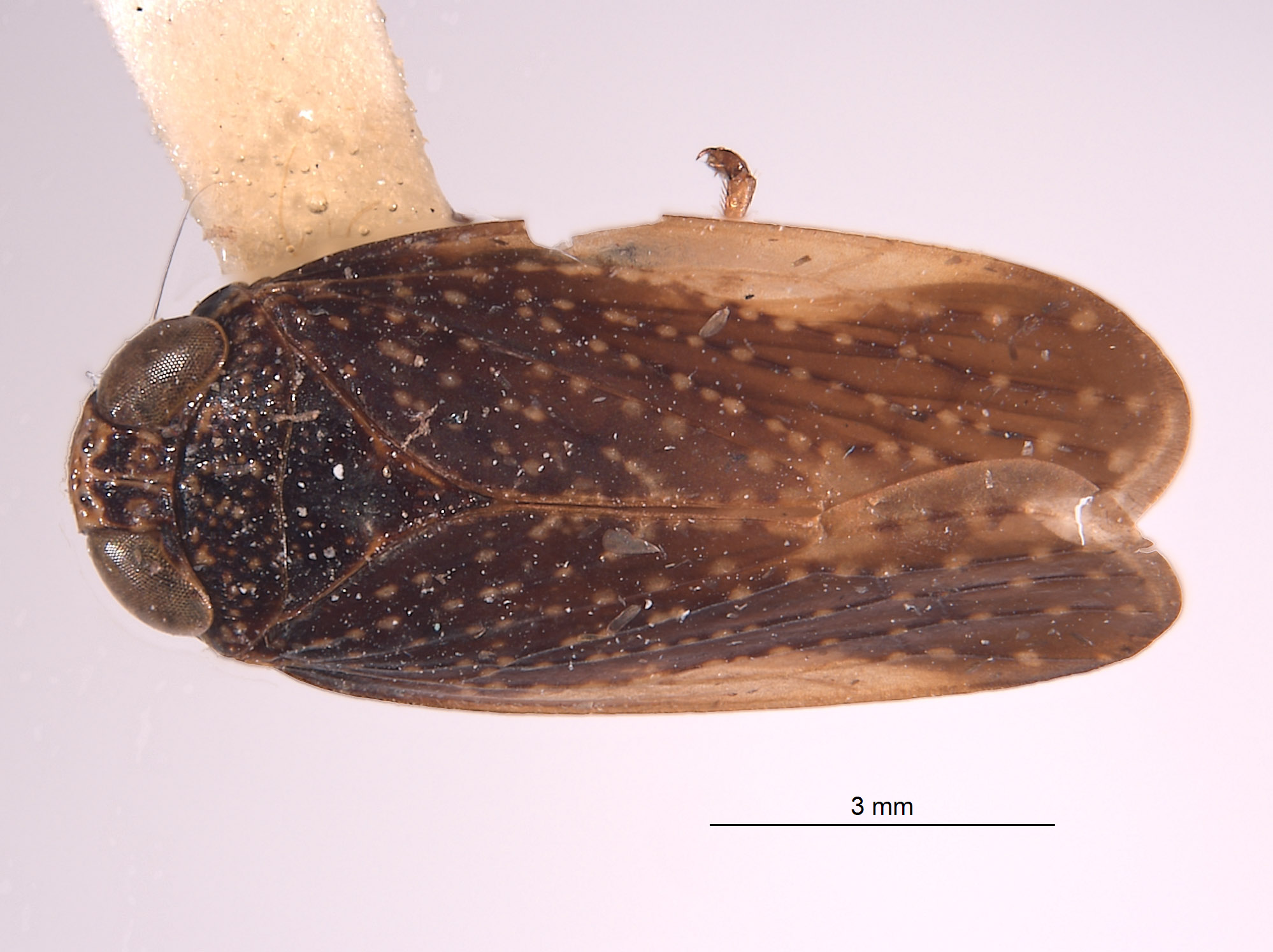Docalidia discissa image
