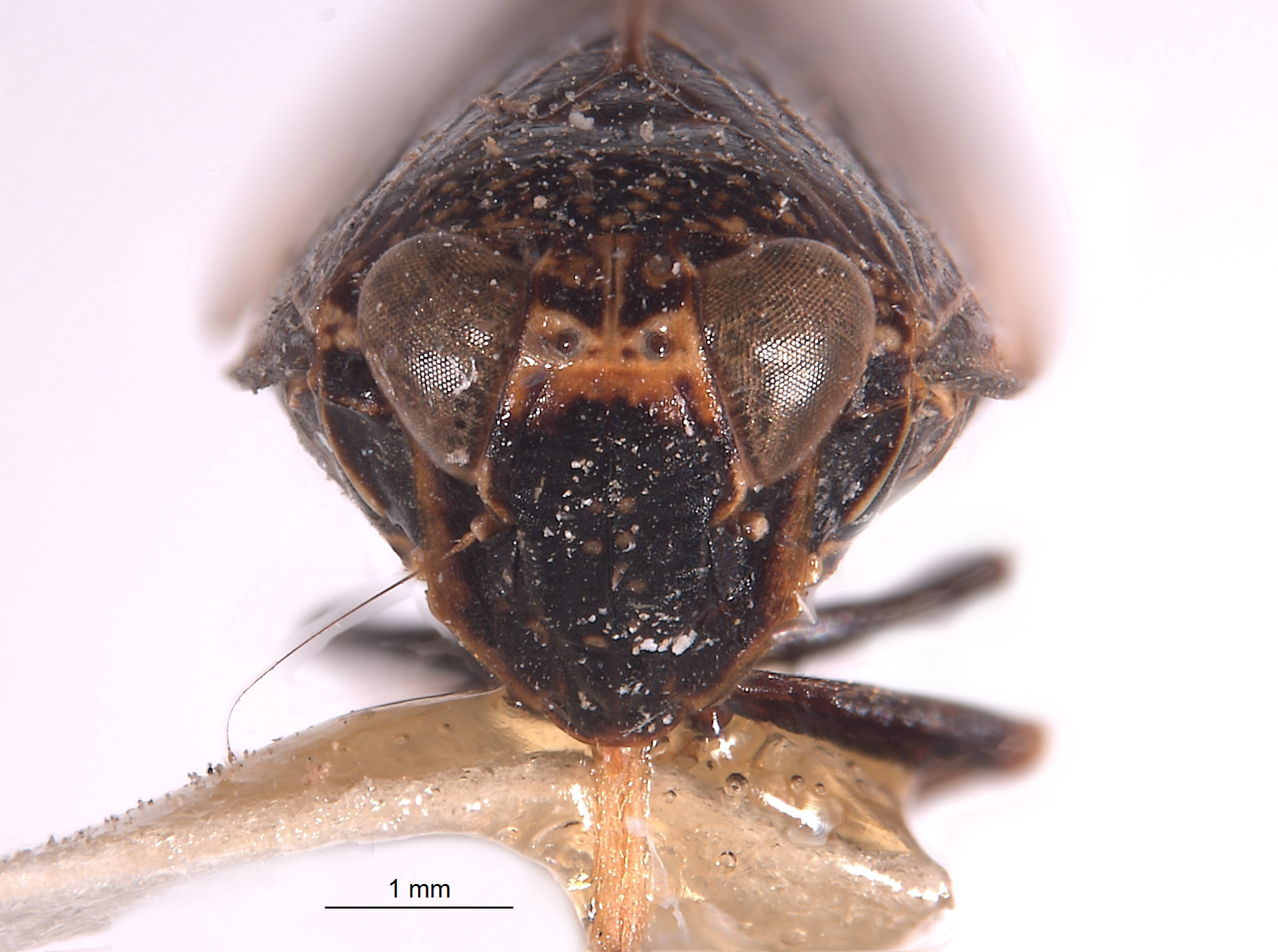 Docalidia discissa image