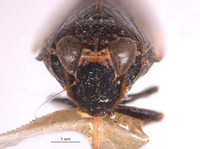 Docalidia discissa image