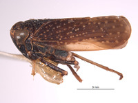 Docalidia discissa image