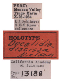 Docalidia discissa image