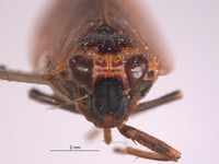 Docalidia diversa image