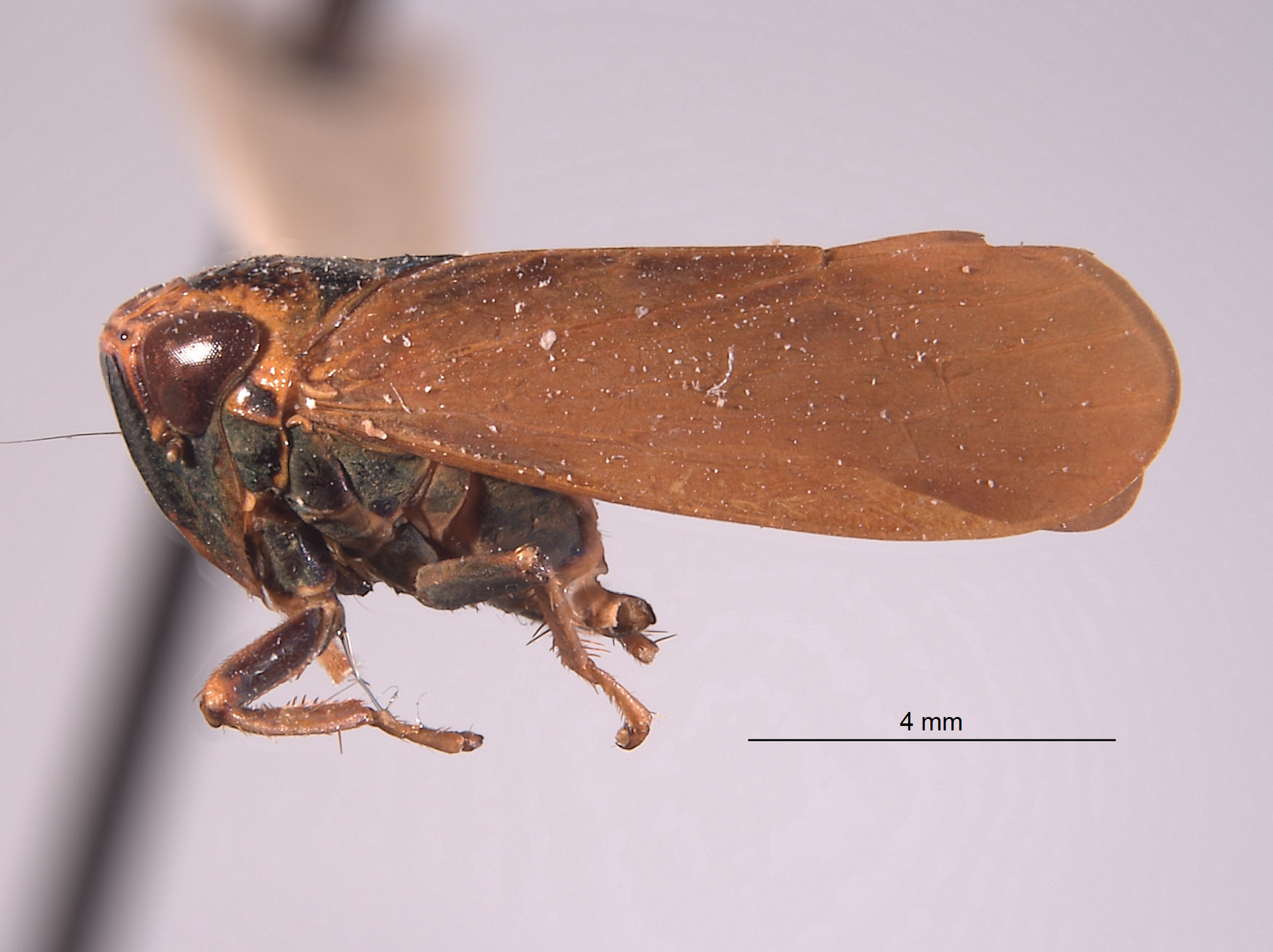 Docalidia diversa image