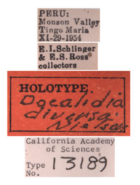 Docalidia diversa image