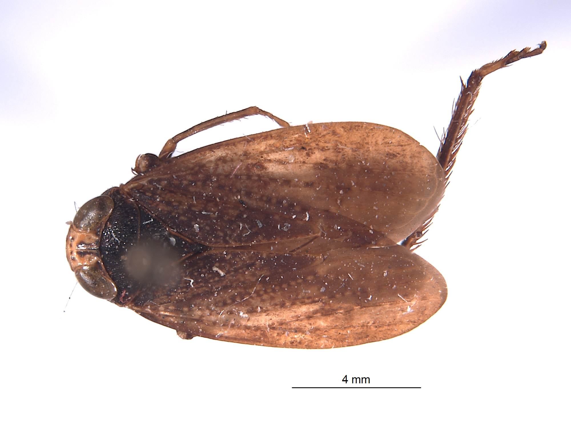 Docalidia fabricii image