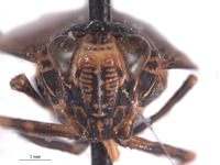 Docalidia fabricii image