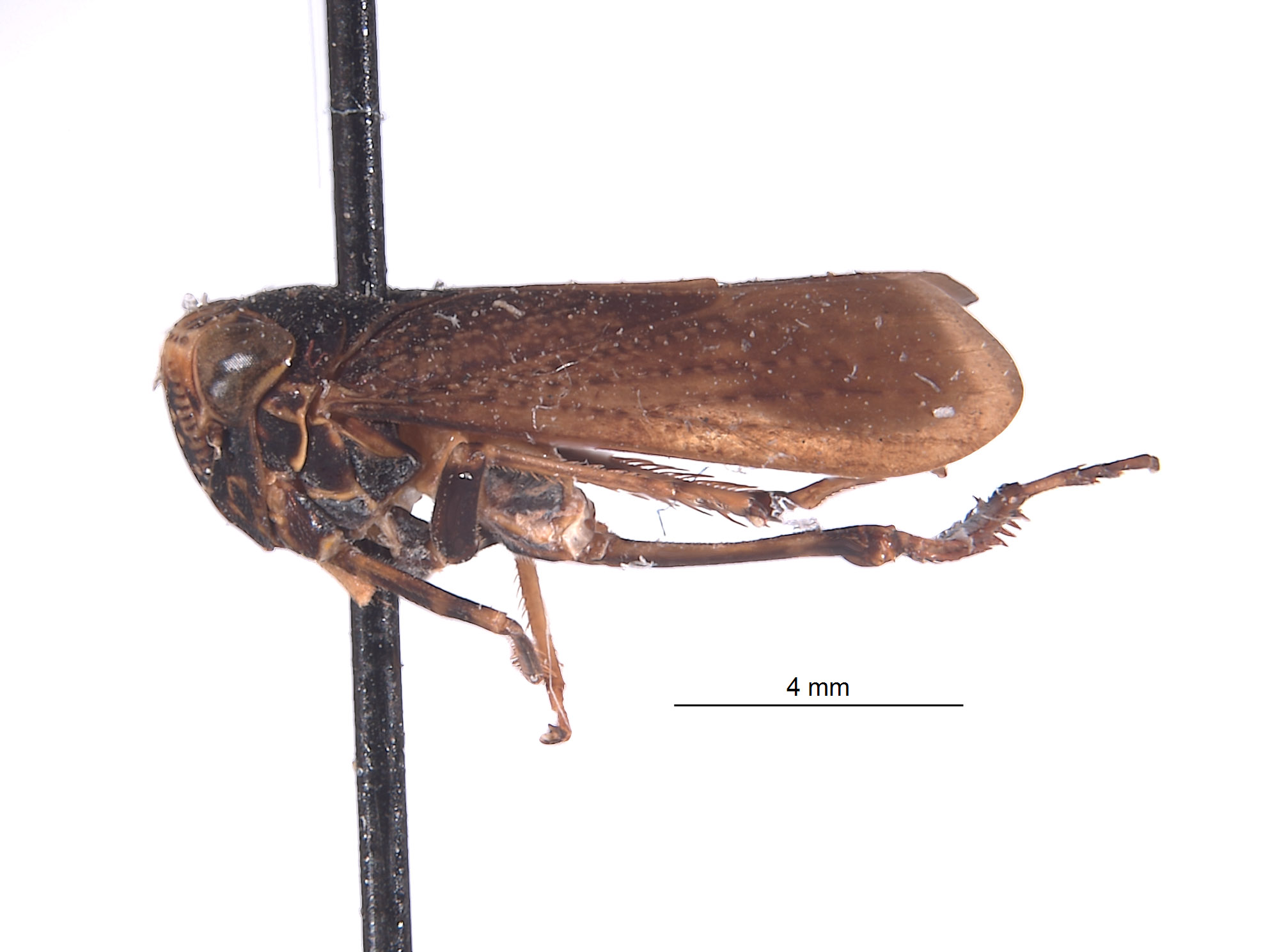 Docalidia fabricii image