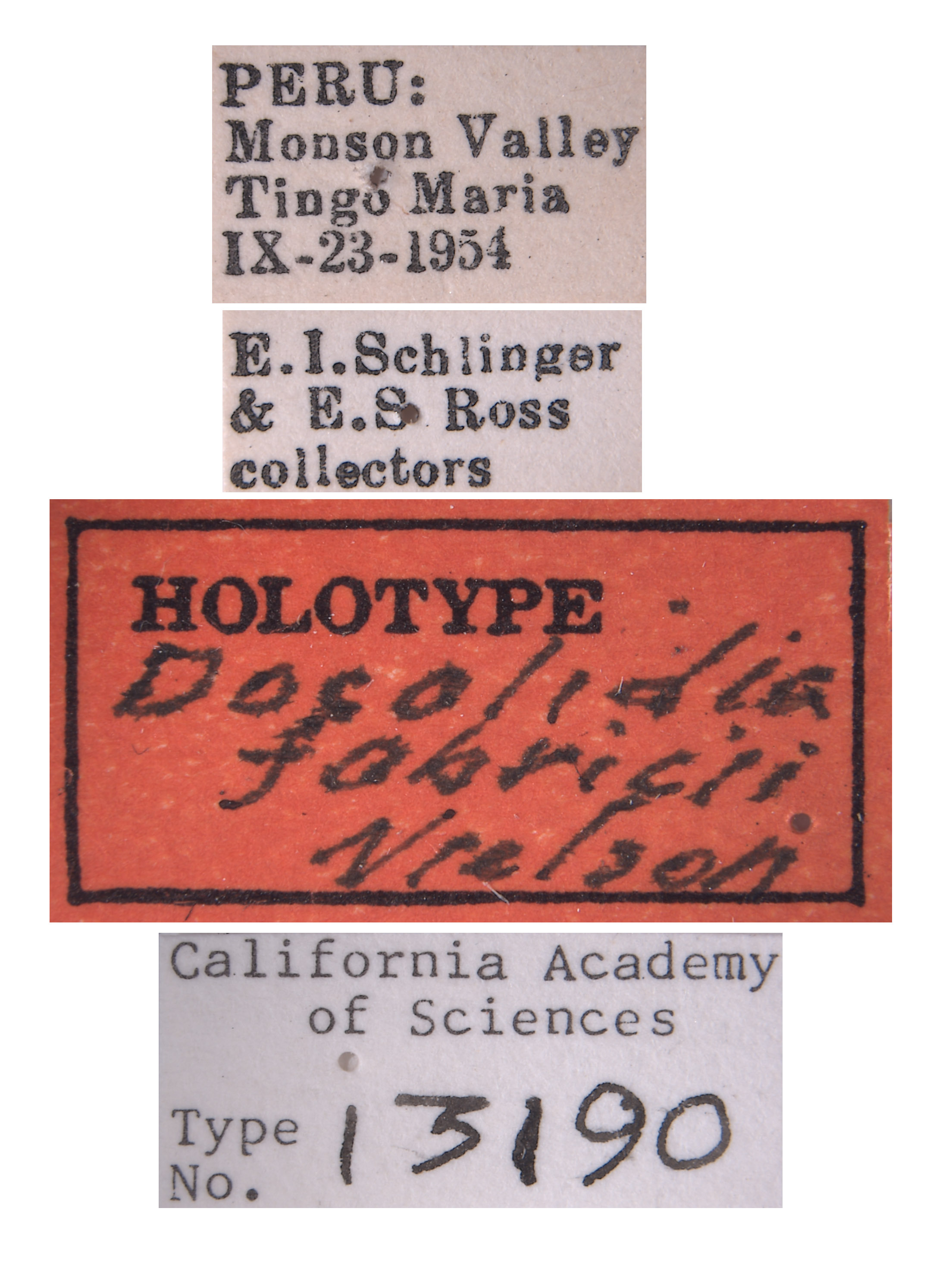 Docalidia fabricii image