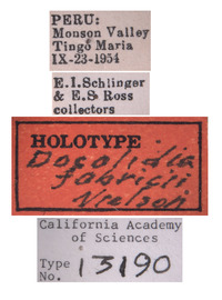 Docalidia fabricii image