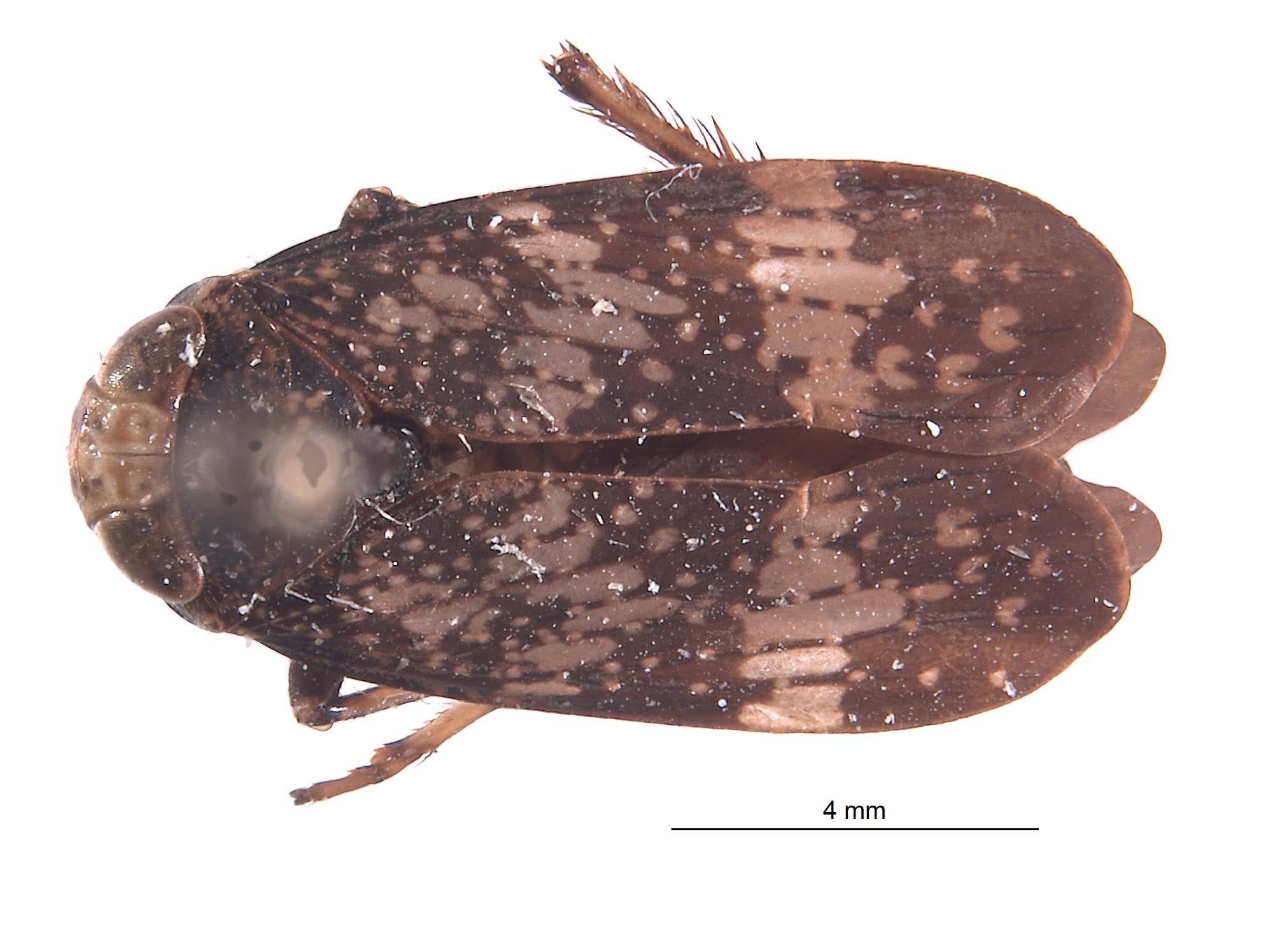 Docalidia fibra image