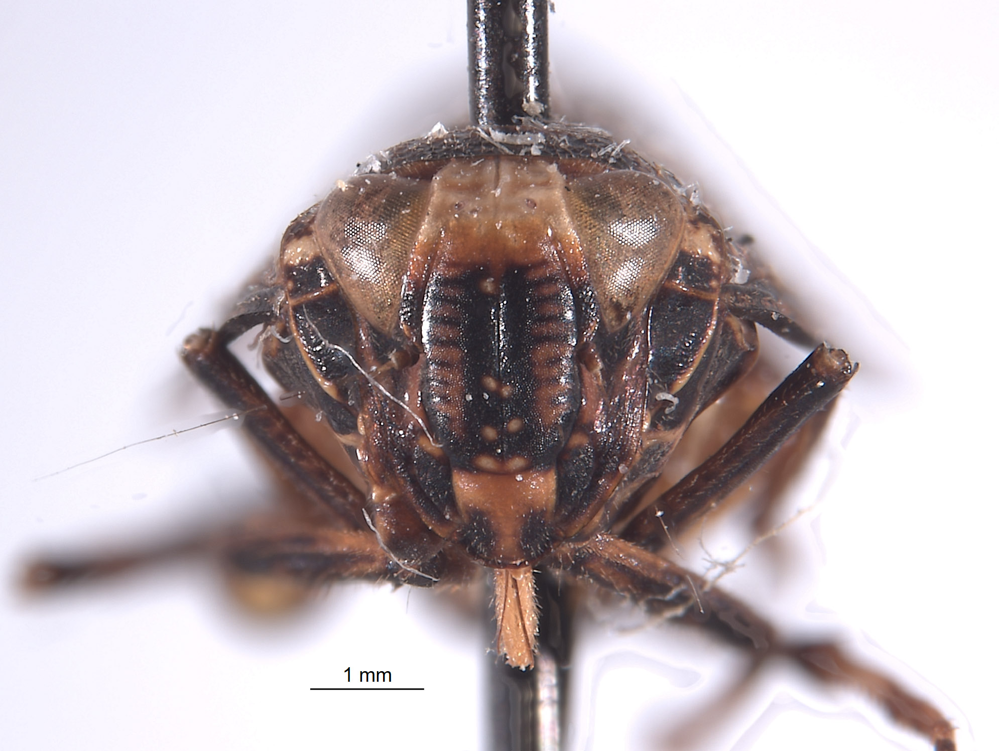 Docalidia fibra image