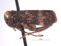 Docalidia fibra image