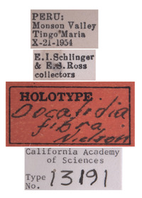 Docalidia fibra image