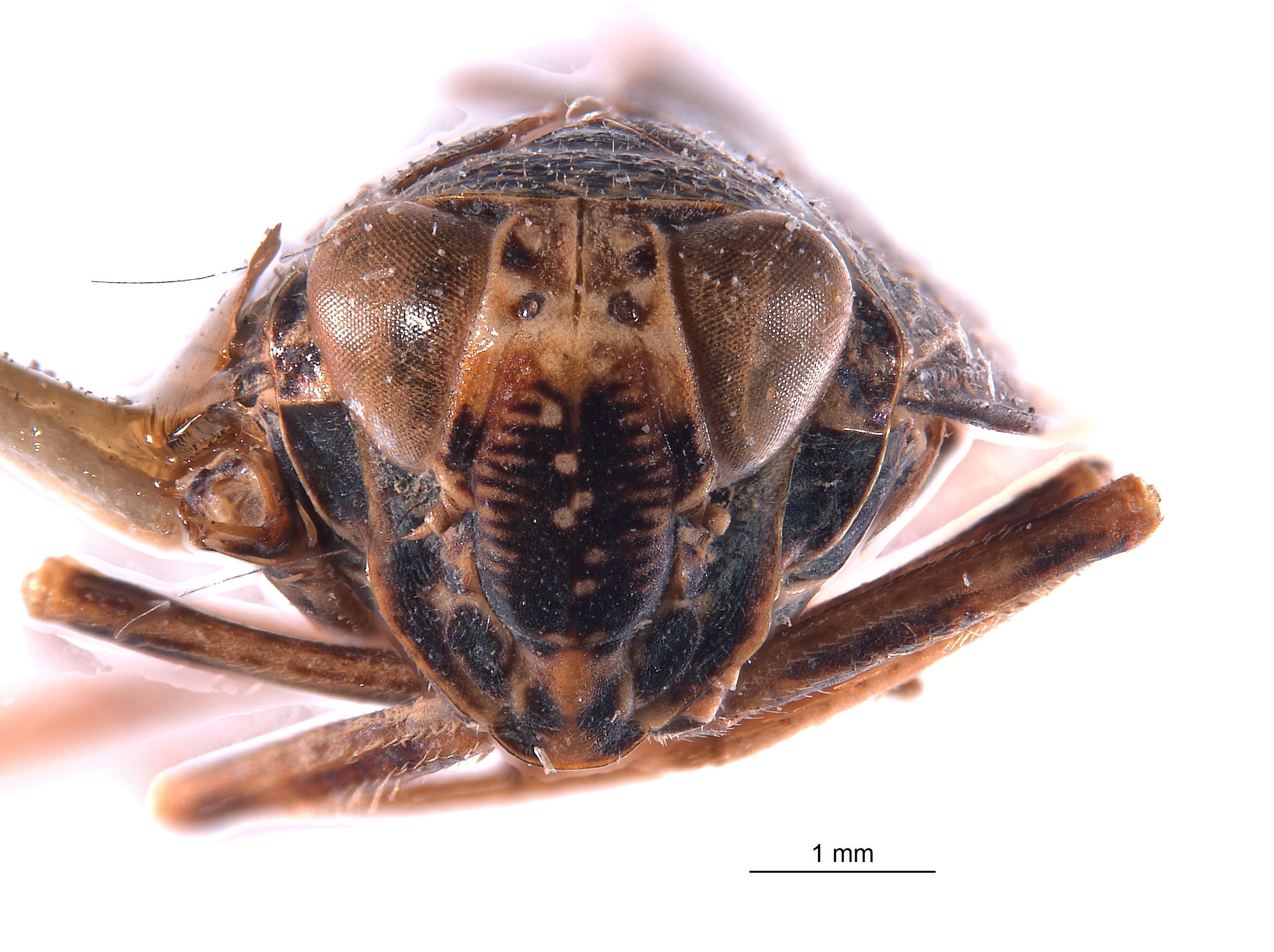 Docalidia frondosa image