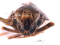 Docalidia frondosa image