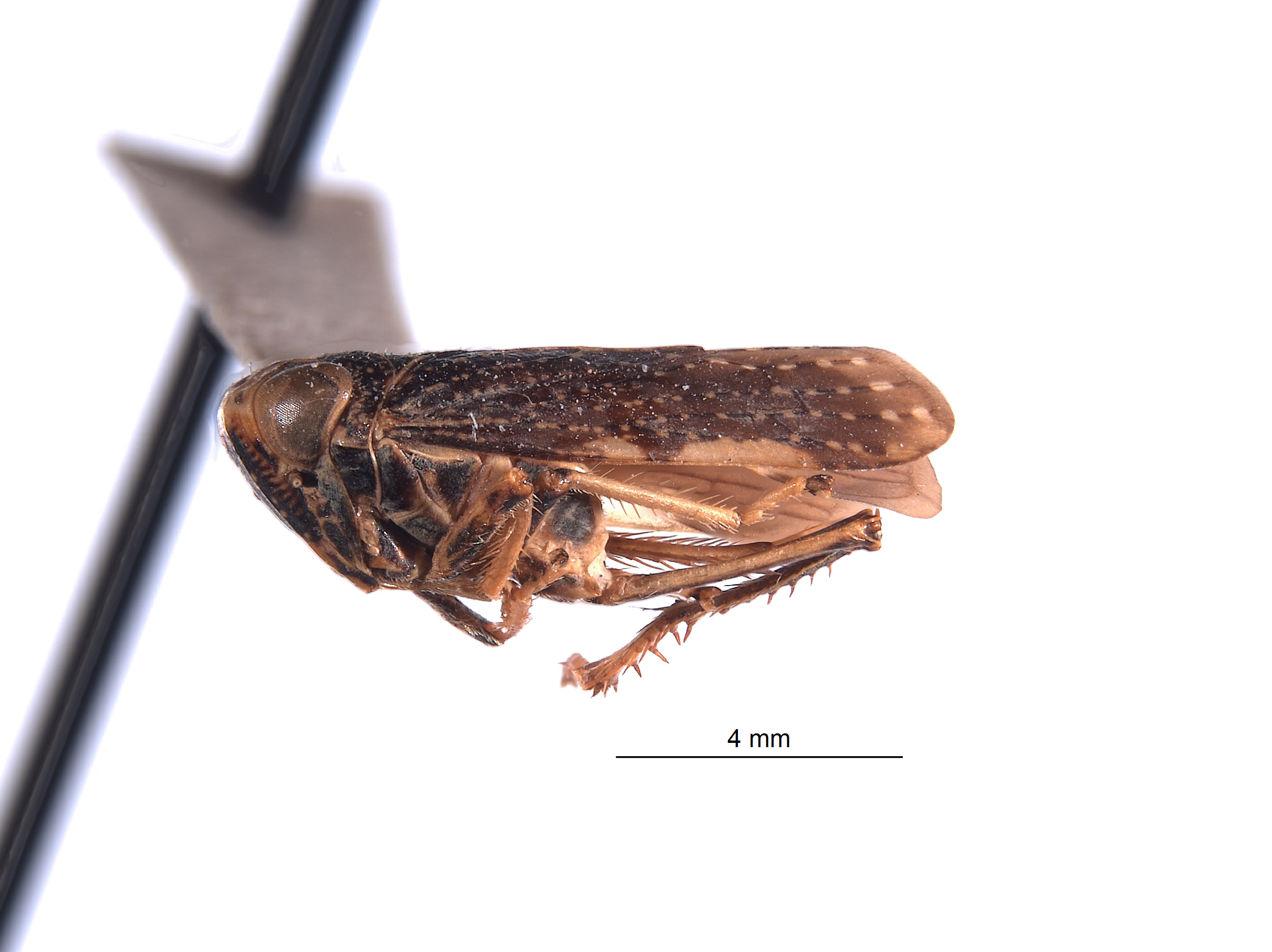 Docalidia frondosa image